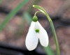 Galanthus Bertram A...